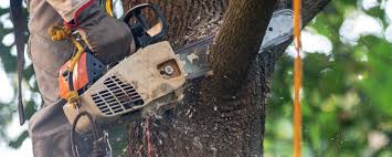 Newbern, TN Tree Removal Company