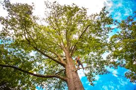 Best Tree and Shrub Care  in Newbern, TN