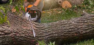 Best Fruit Tree Pruning  in Newbern, TN
