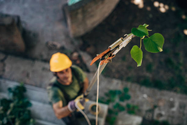 Best Tree Risk Assessment  in Newbern, TN
