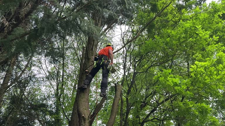 Best Tree Health Inspection  in Newbern, TN