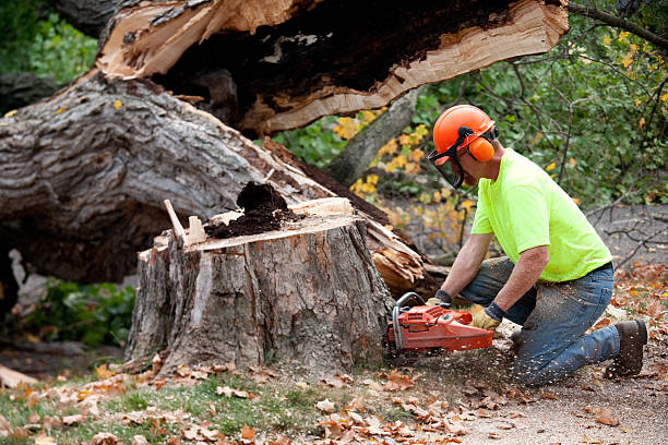 Best Tree Trimming and Pruning  in Newbern, TN