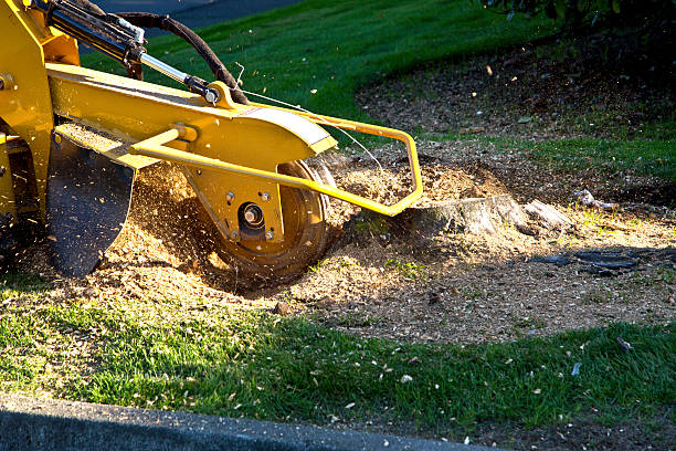 Best Hedge Trimming  in Newbern, TN