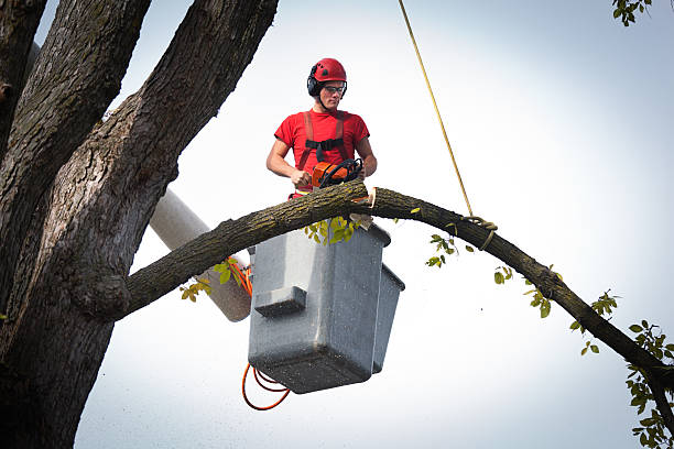 Best Palm Tree Trimming  in Newbern, TN