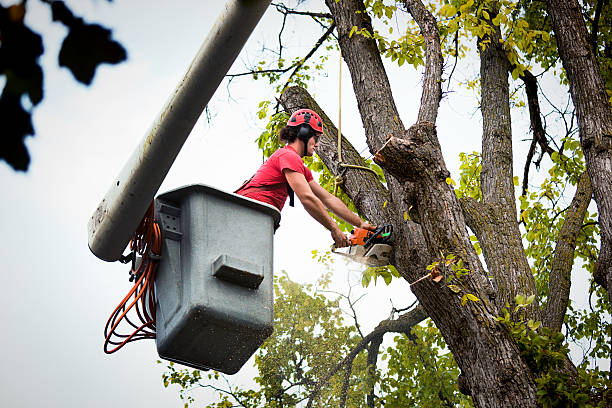 Best Tree Removal  in Newbern, TN