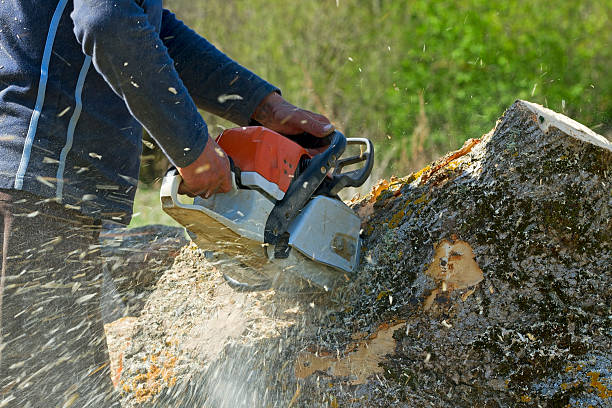 Best Arborist Consultation Services  in Newbern, TN