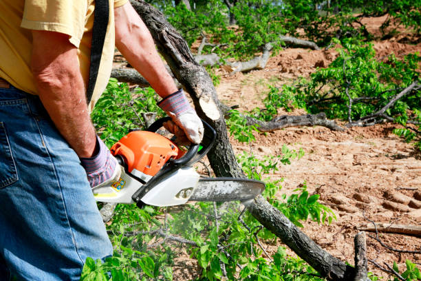 Best Tree Cabling and Bracing  in Newbern, TN
